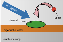 Zo_ontstaat_schimmel_op_kit