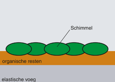 Primaire_schimmel_aantasting